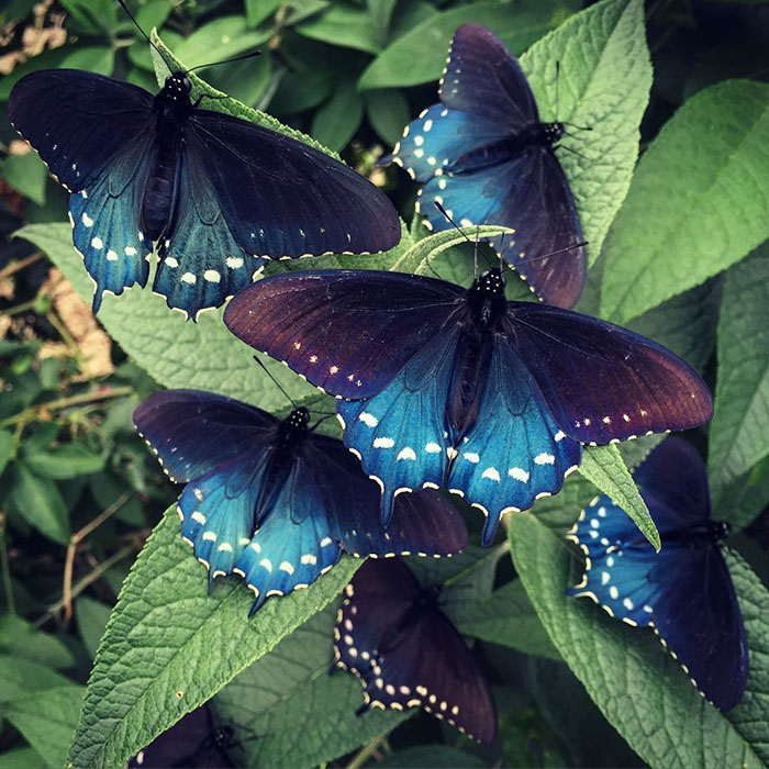 rare-blue-swallowtail-pipevine-butterfly-repopulation-tim-wong-9